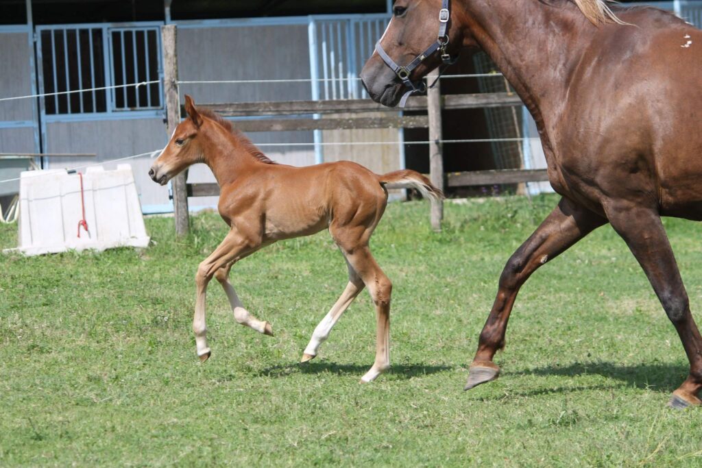 estelle show jumper foal