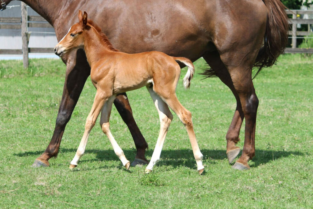 show jumper foal for sale originale