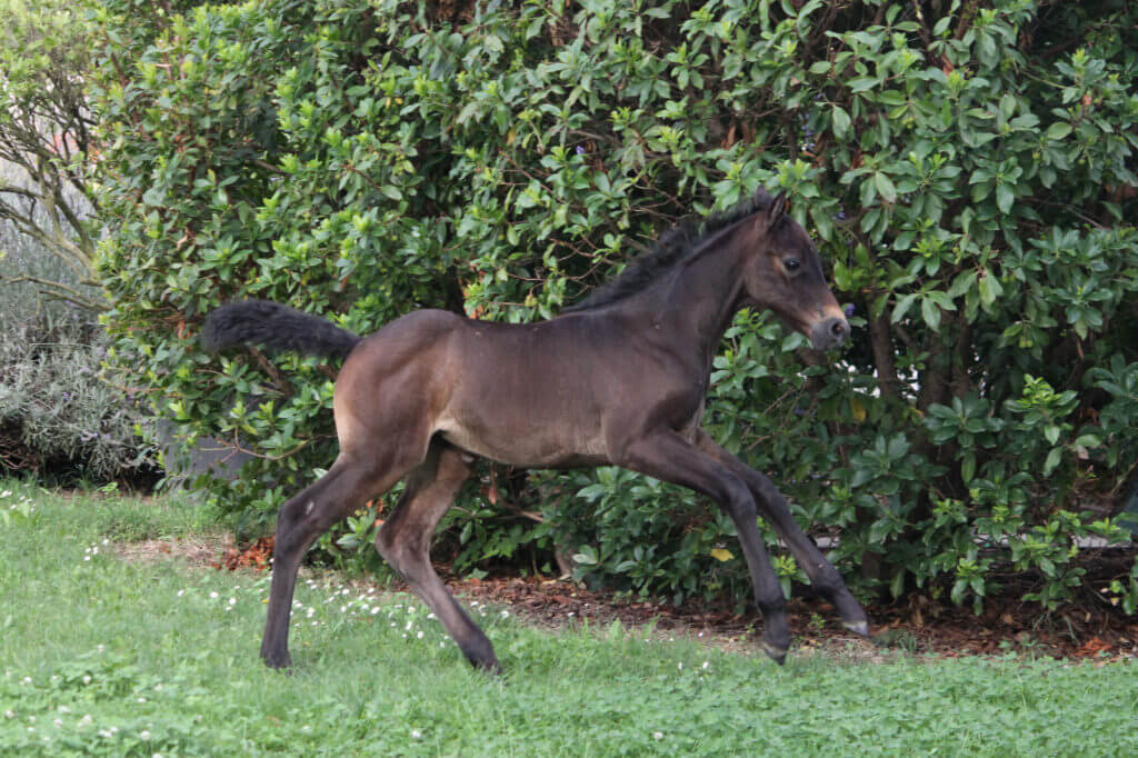 foal DAENERYS C Z