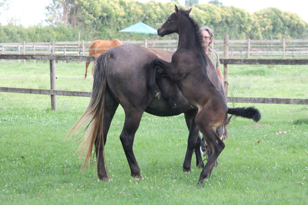 foal DAENERYS C Z puledro